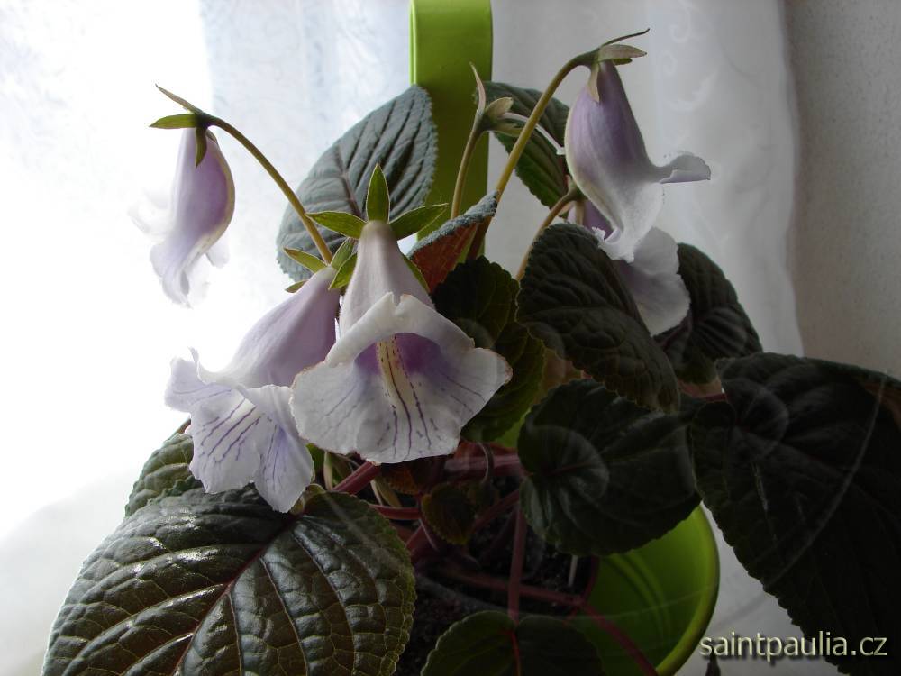 Sinningia eumorpha Saltão