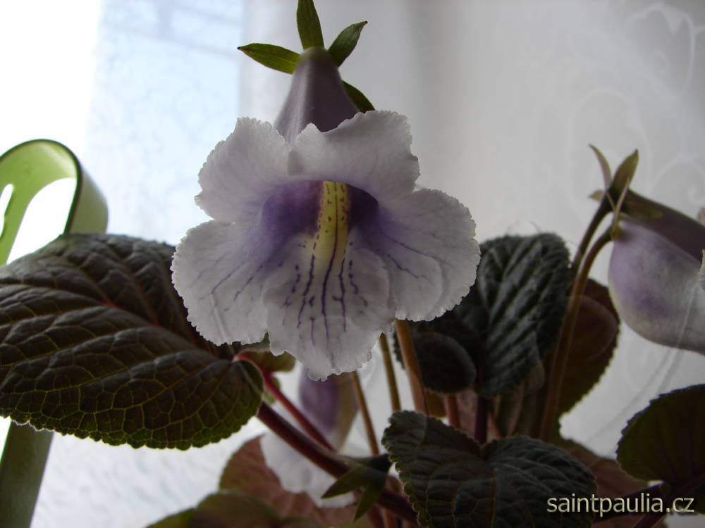 Sinningia eumorpha Saltão