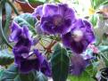 Sinningia speciosa Prince Albert