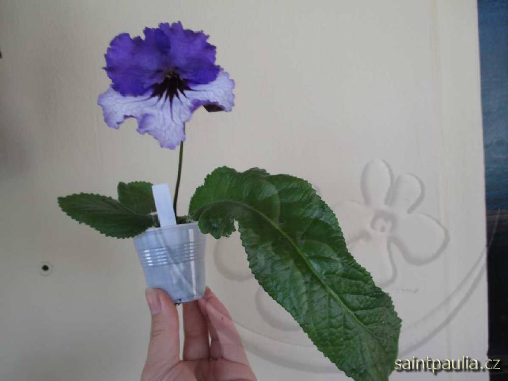 JL-Showy Pansy