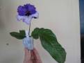 JL-Showy Pansy