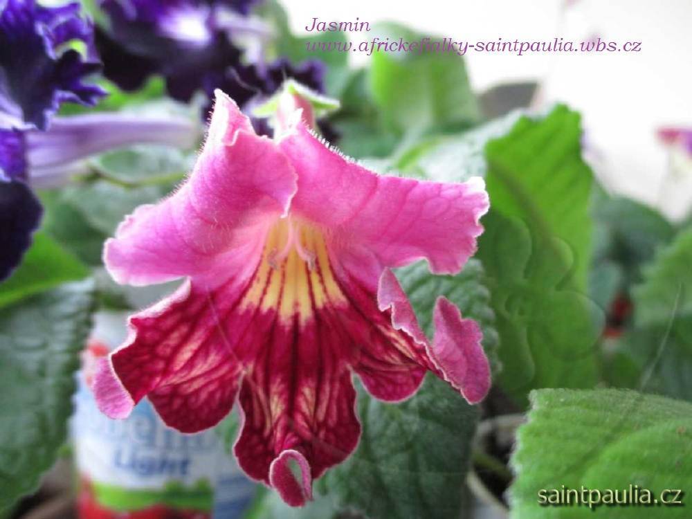 Jasmin