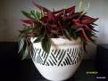 Peperomia caperata Rosso