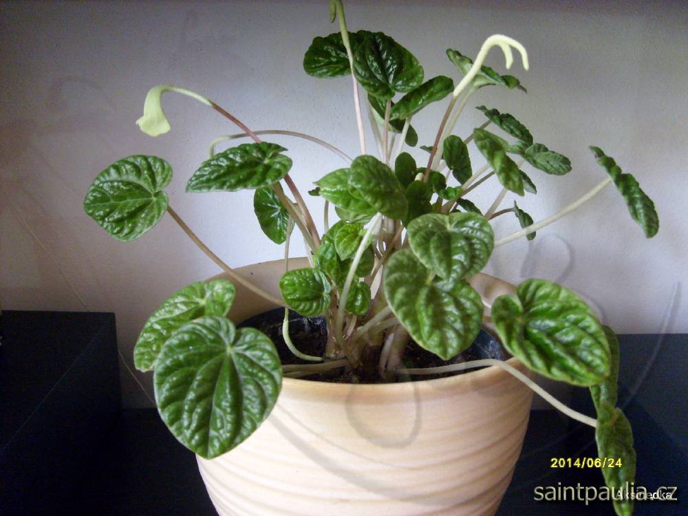 Peperomia caperata Lilian