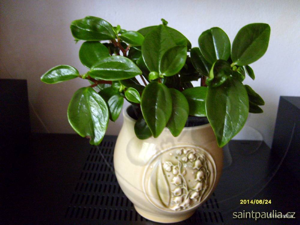 Peperomia glabella