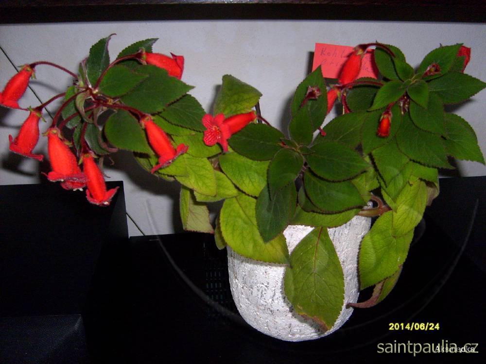 Kohleria eriantha
