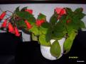 Kohleria eriantha