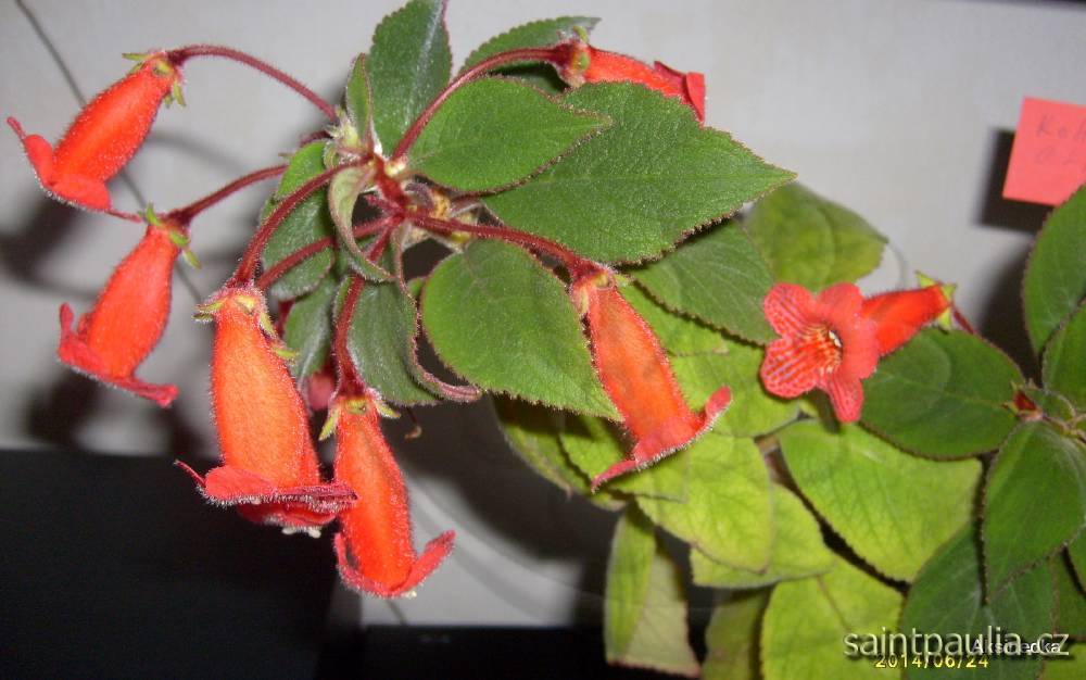 Kohleria eriantha