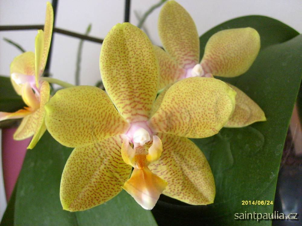 Phalaenopsis