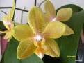 Phalaenopsis