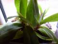 Paphiopedilum