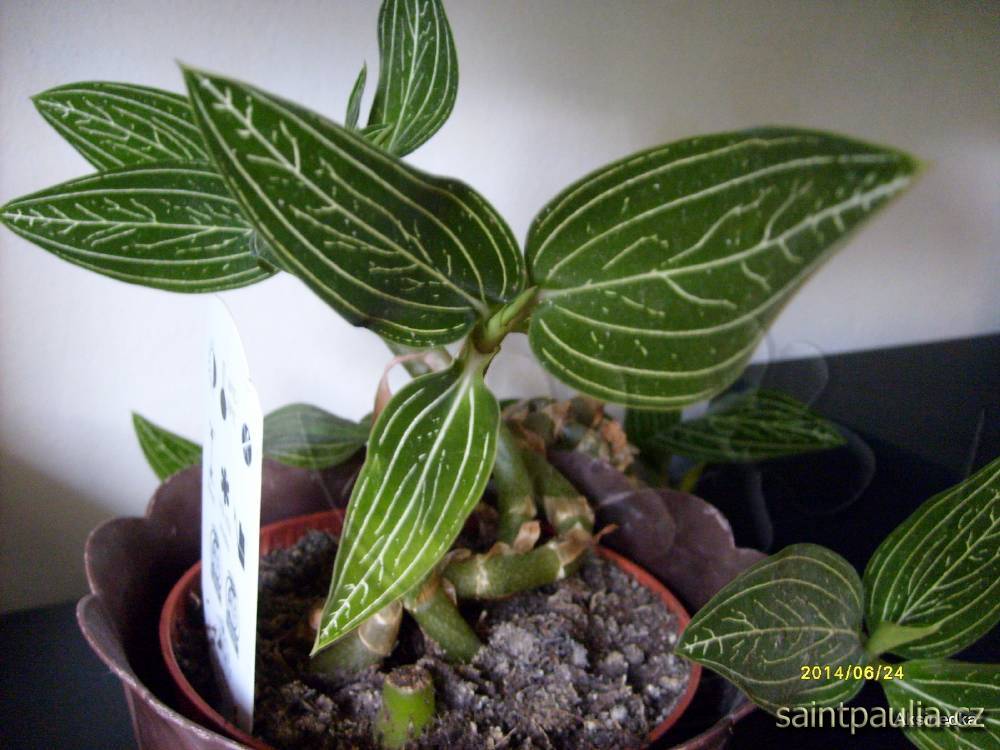 Ludisia discolor Odina