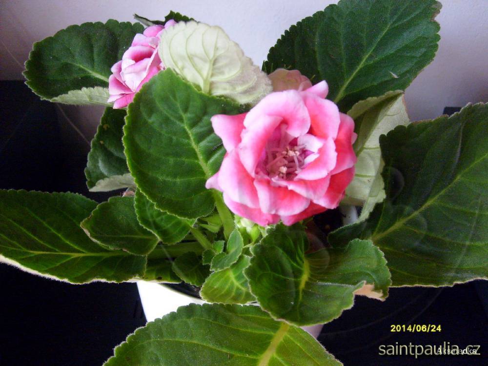 Sinningia speciosa