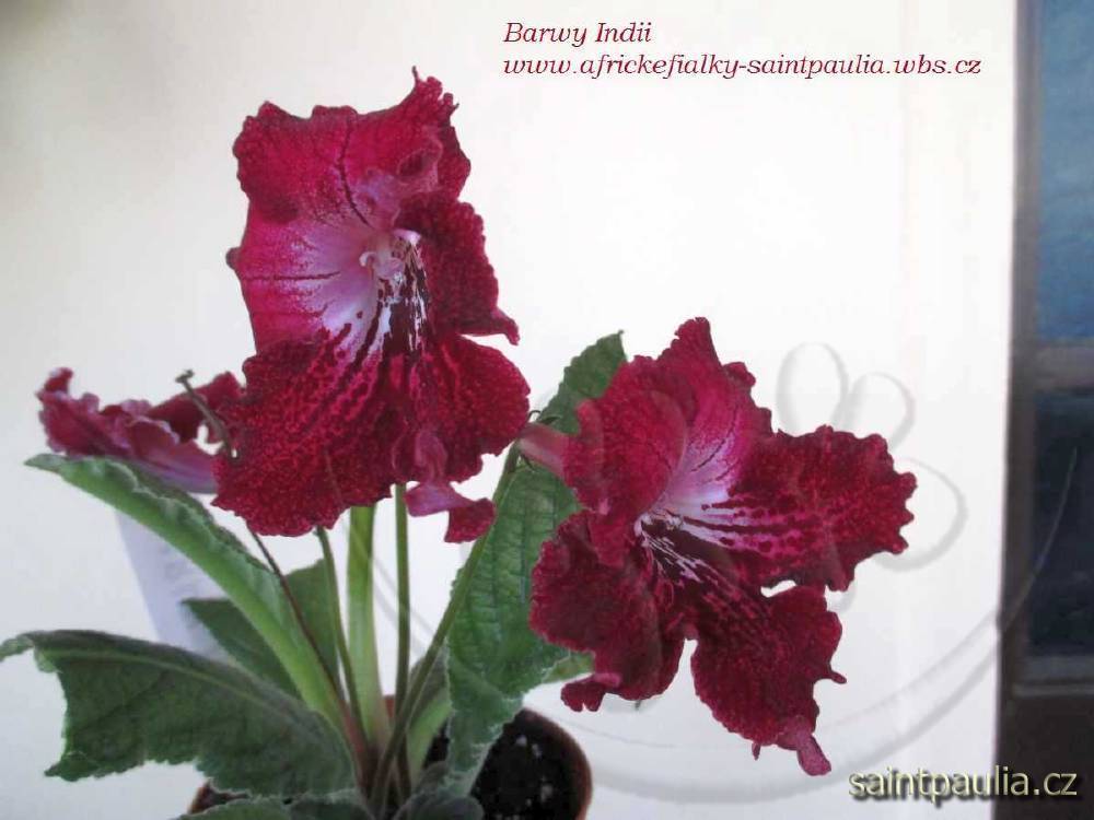 Barwy Indii