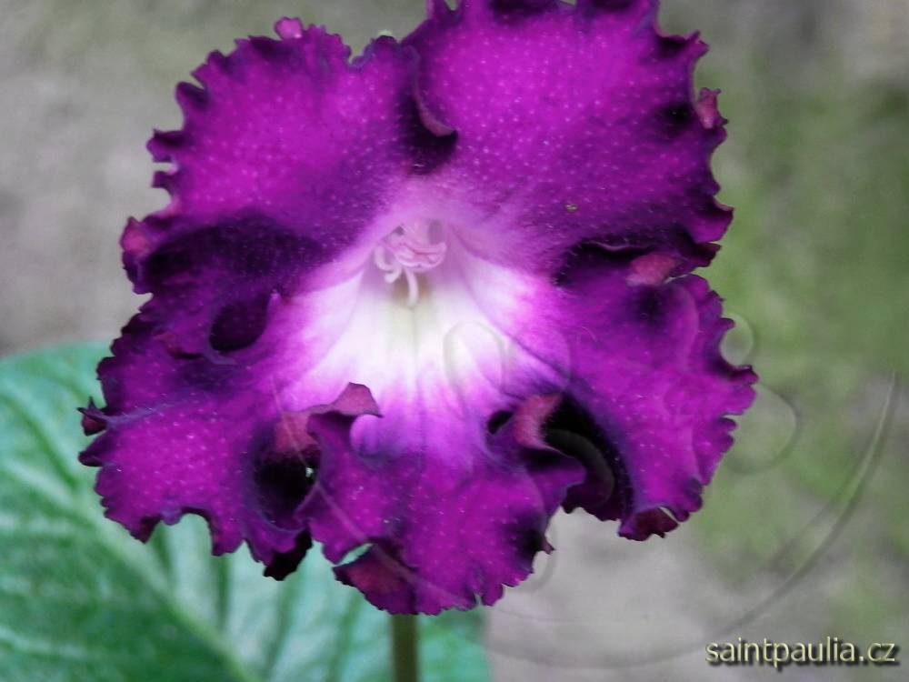 JL-Violet Ruffles 1305
