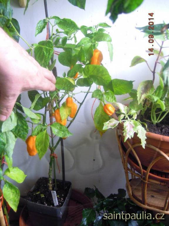 Habanero Orange