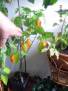 Habanero Orange