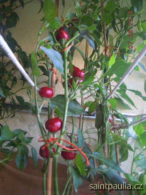 Cherry