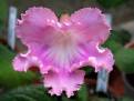 JL-Sweet Flower 1339