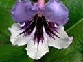 JL-Magic Pansy 1352