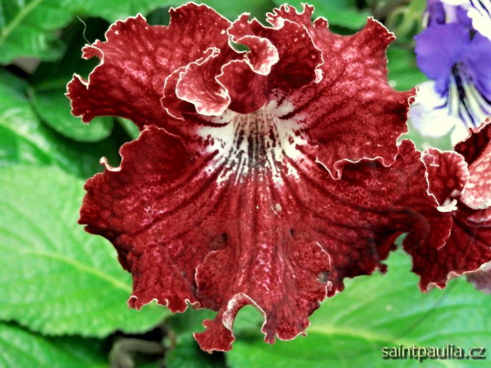 JL-Paso Doble 1352