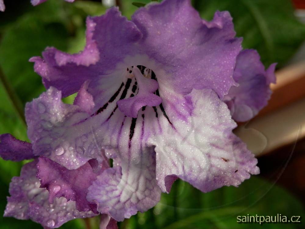 JL-Rainy Day 1359