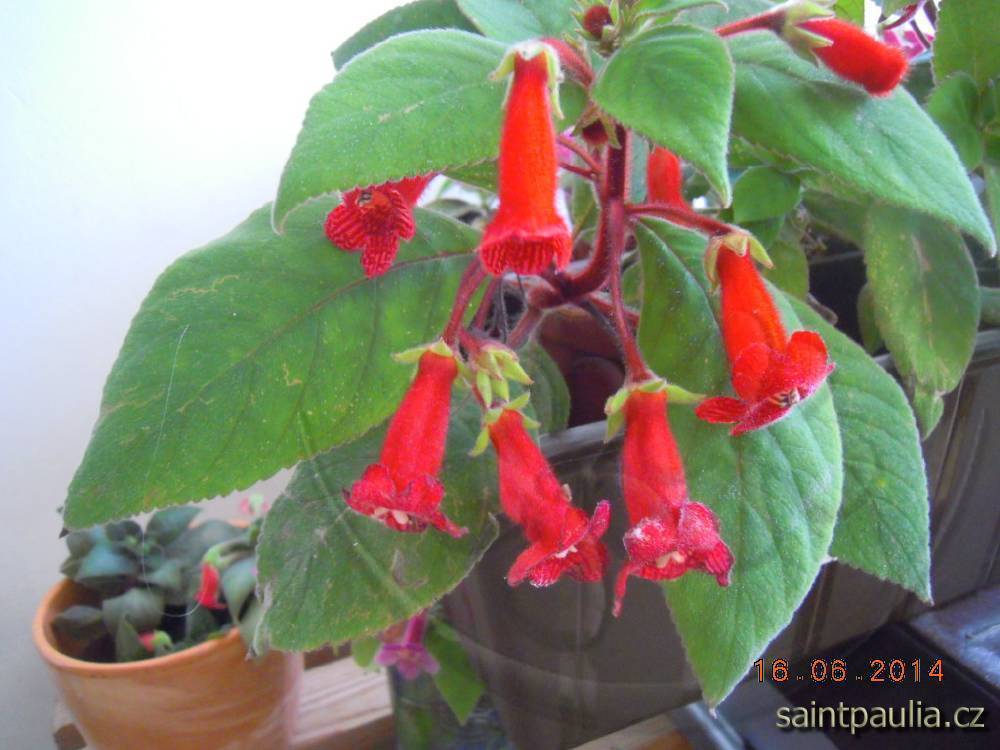 Kohleria eriantha