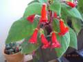 Kohleria eriantha