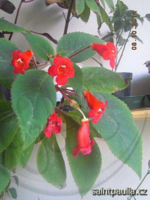 Kohleria eriantha