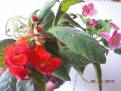 Kohleria eriantha a Ampallang