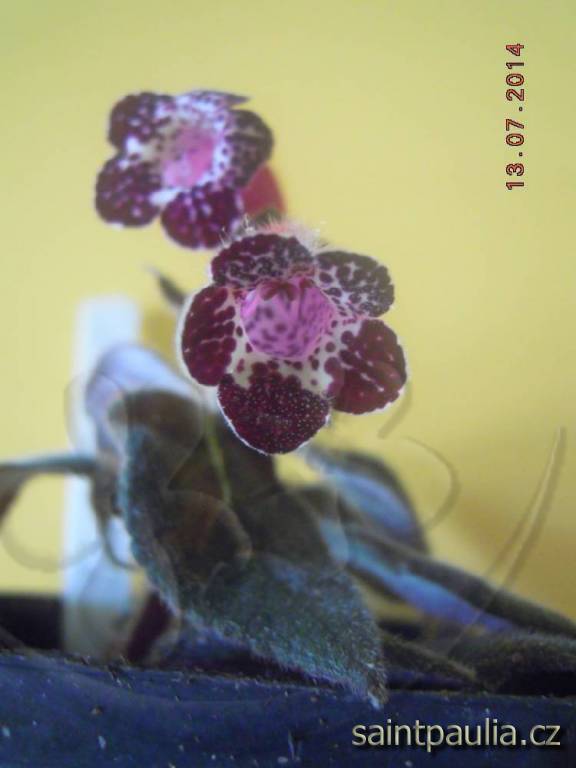 Heartland's Blackberry Butterfly
