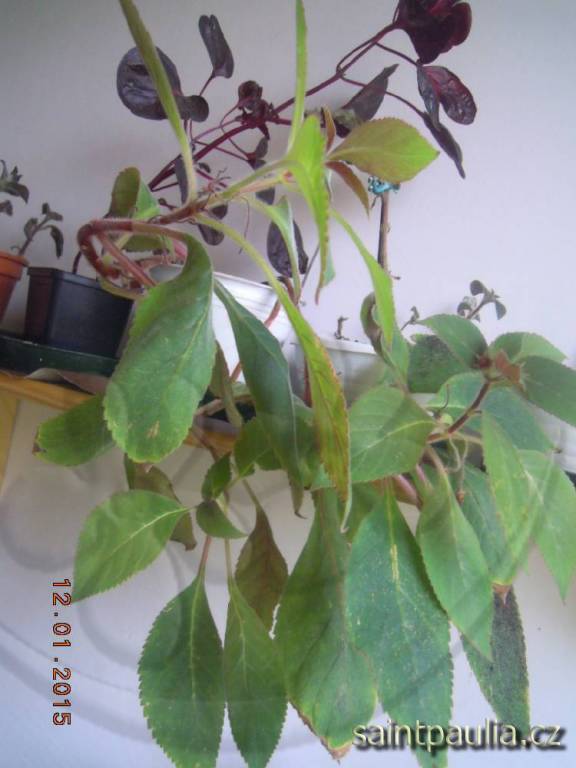 DSCN5036