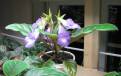 Sinningia speciosa Brasilia