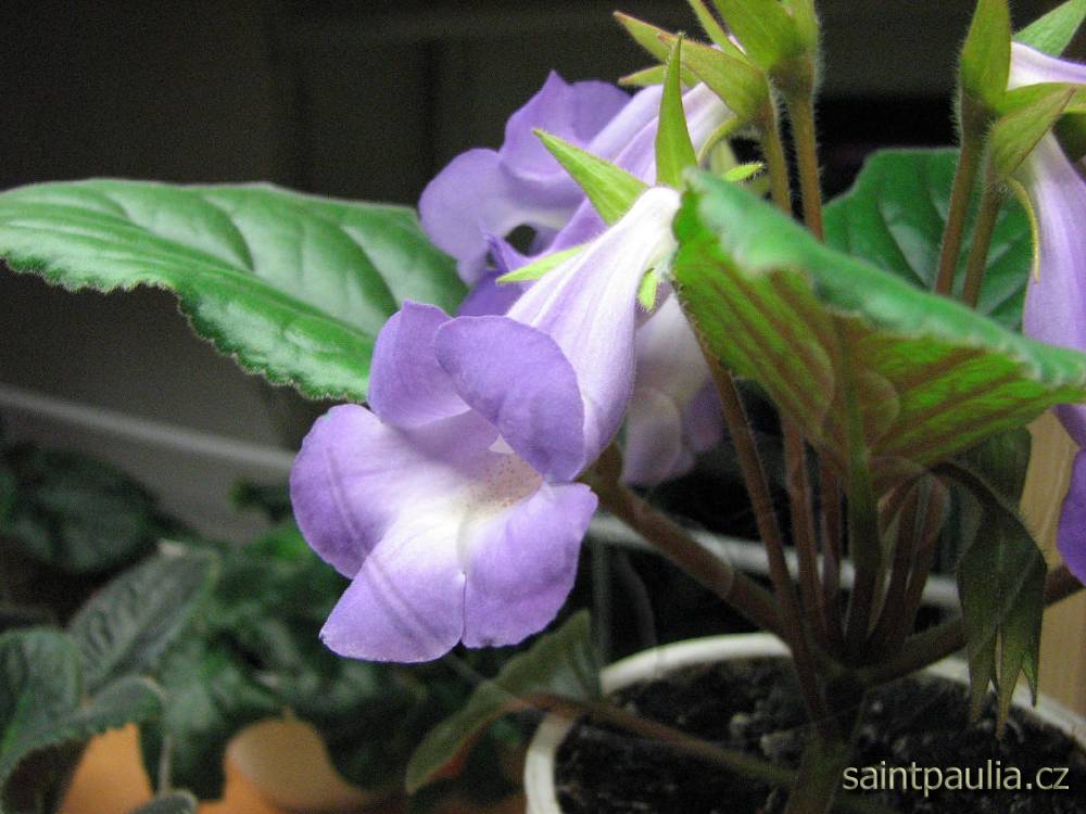Sinningia speciosa Brasilia