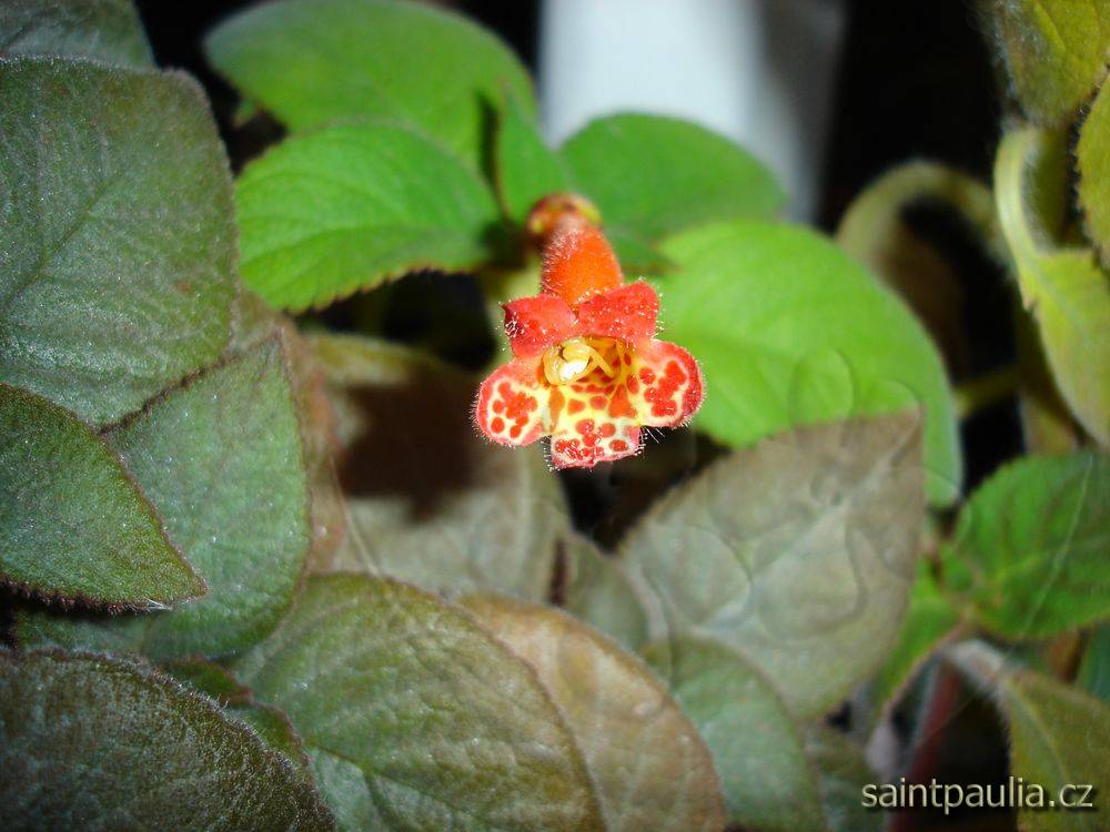 Kohleria spicata
