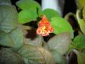 Kohleria spicata