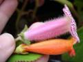HCY's Jardin de Monet + Kohleria spicata
