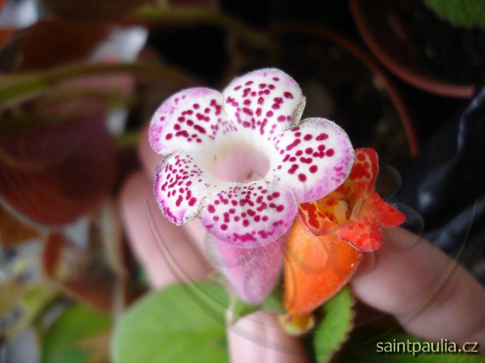 HCY's Jardin de Monet + Kohleria spicata