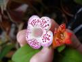 HCY's Jardin de Monet + Kohleria spicata