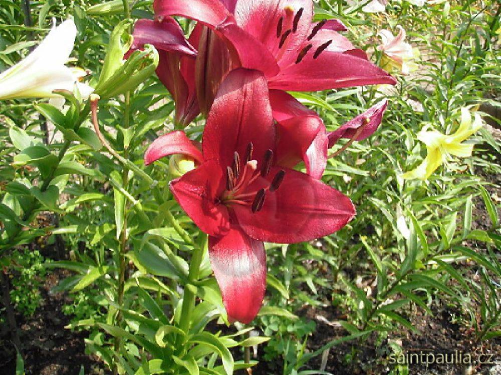 P7130002