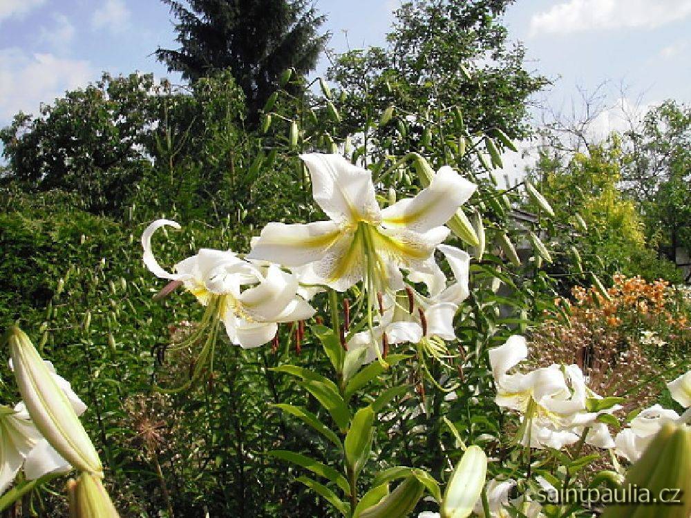 P7130006