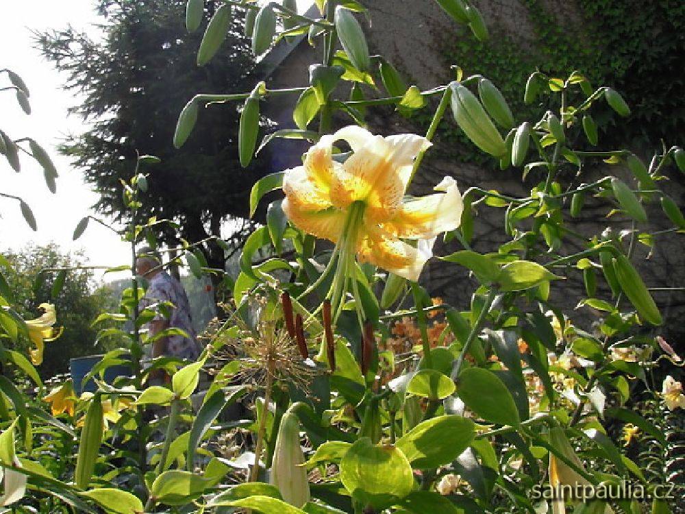 P7130013