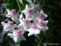 Hoya bella