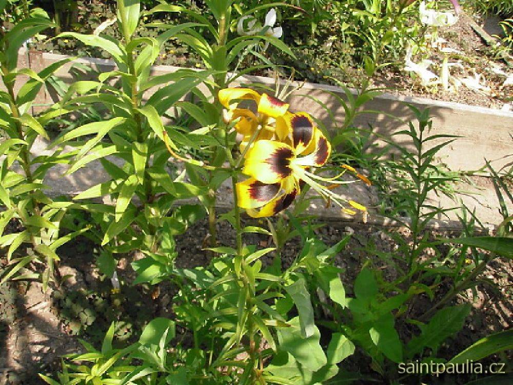 P7130016