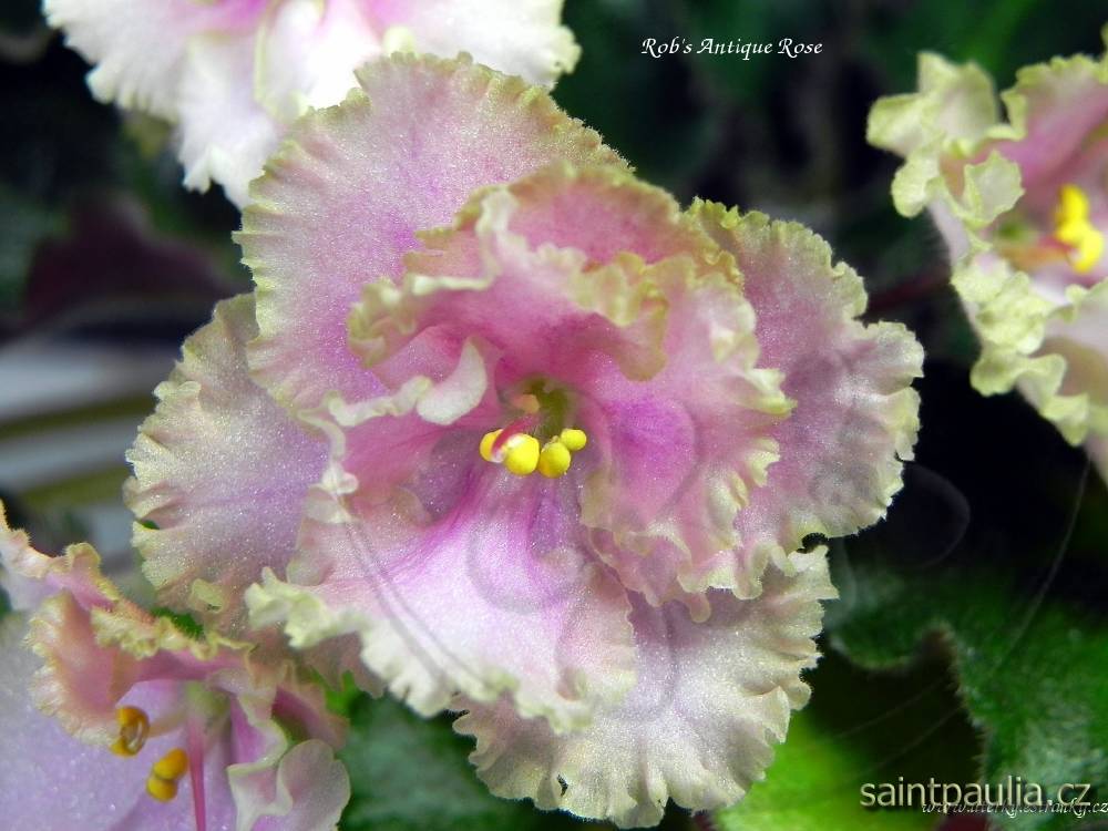Rob's Antique Rose
