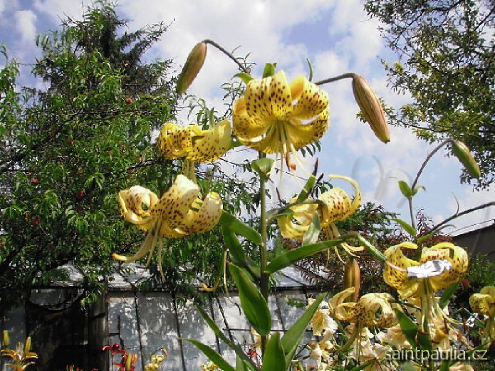 P7130018