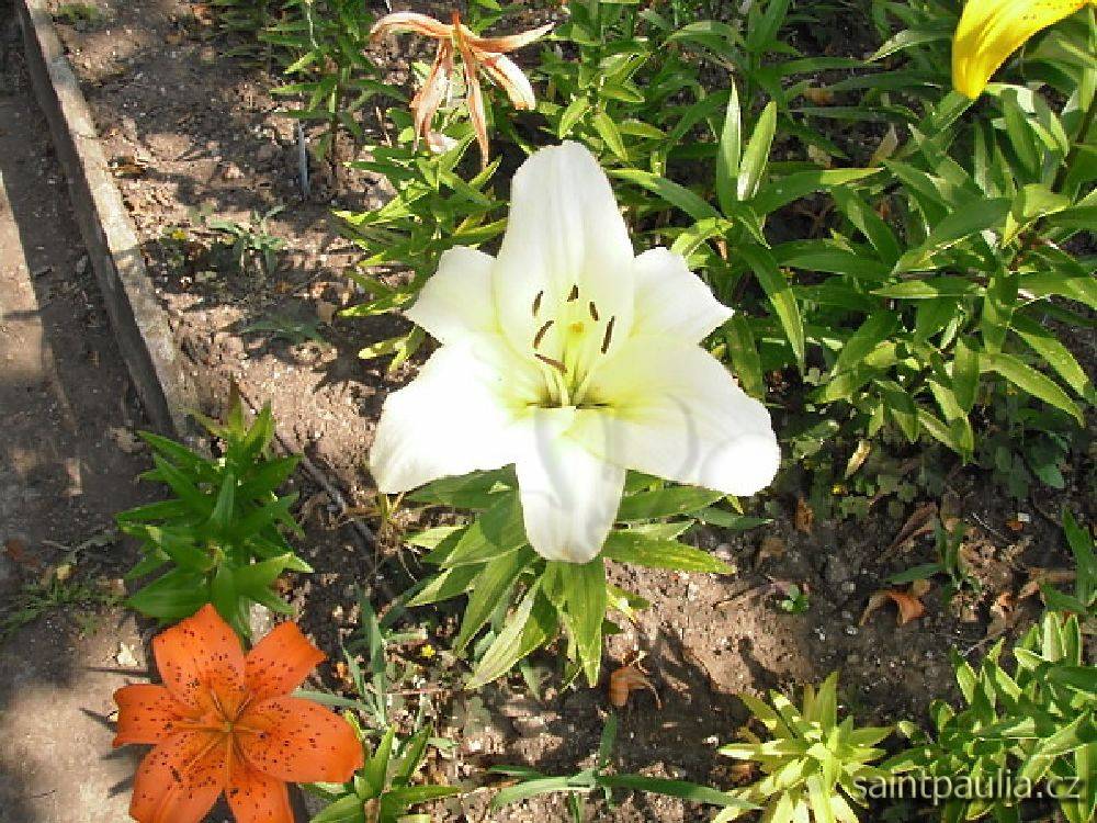 P7130020