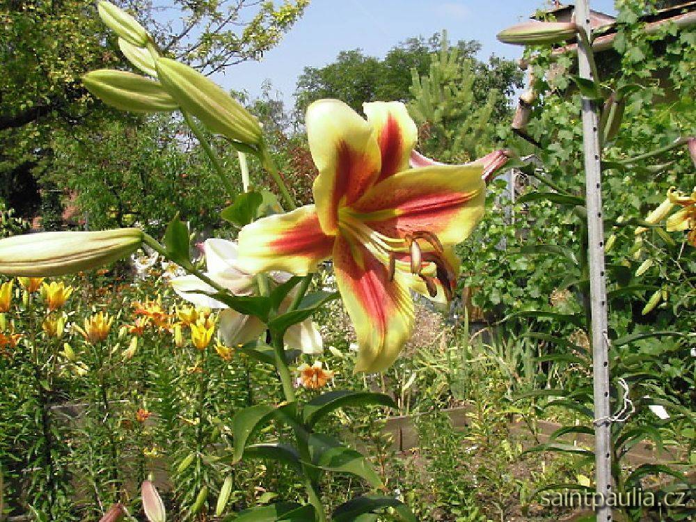 P7130025