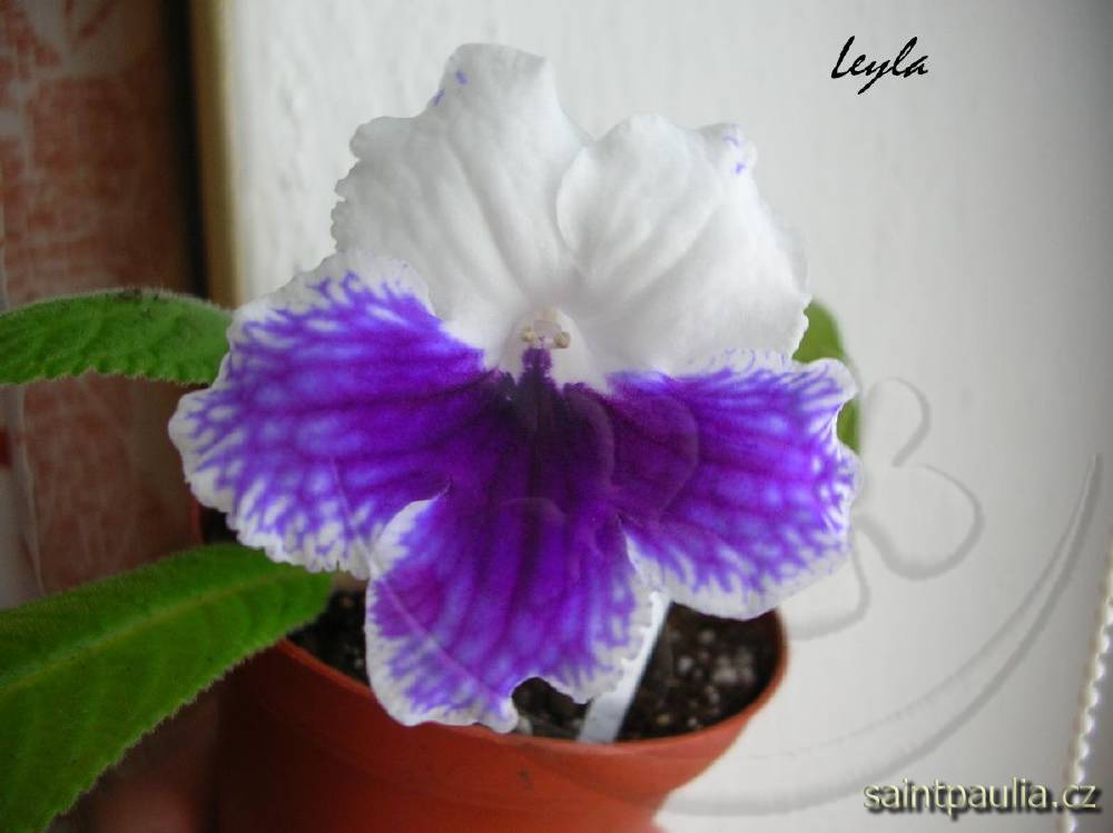 Leyla
