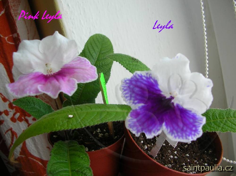 Pink Leyla + Leyla